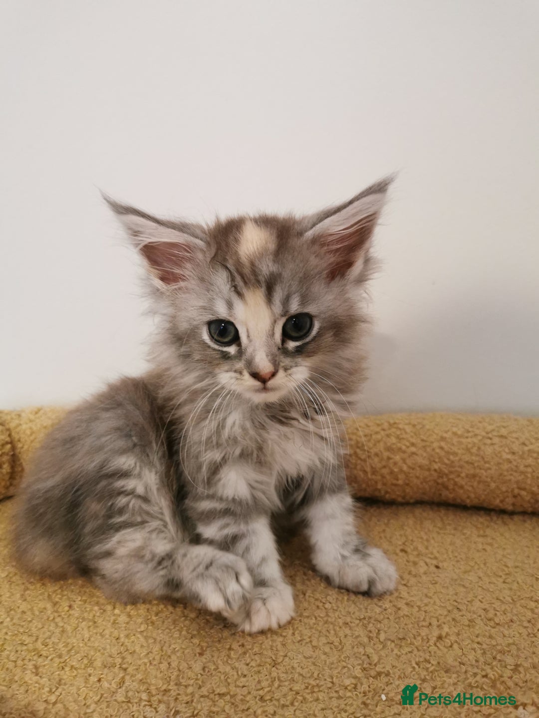 Maine Coon cats for sale: Full pedigree Maine Coon kittens for sale - Image 9