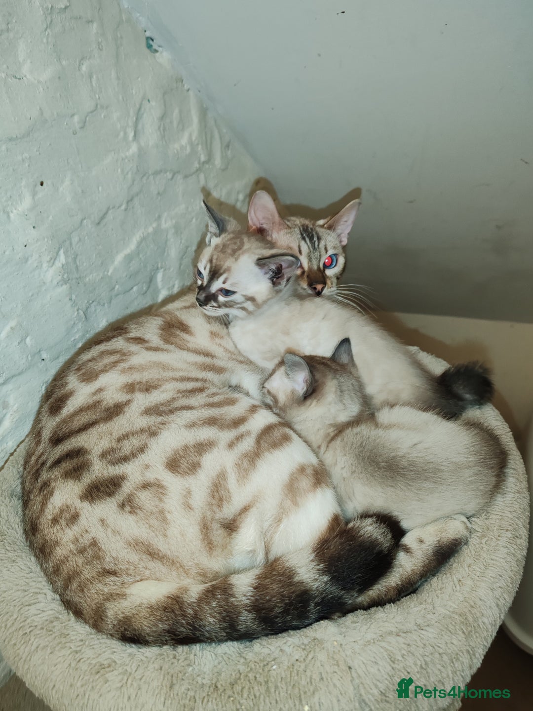 Bengal cats for sale: Snow lynx bengal kittens - Advert 9