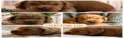 Mixed Breed dogs for sale: Beautiful double doodle puppies in Tredegar - Advert 22