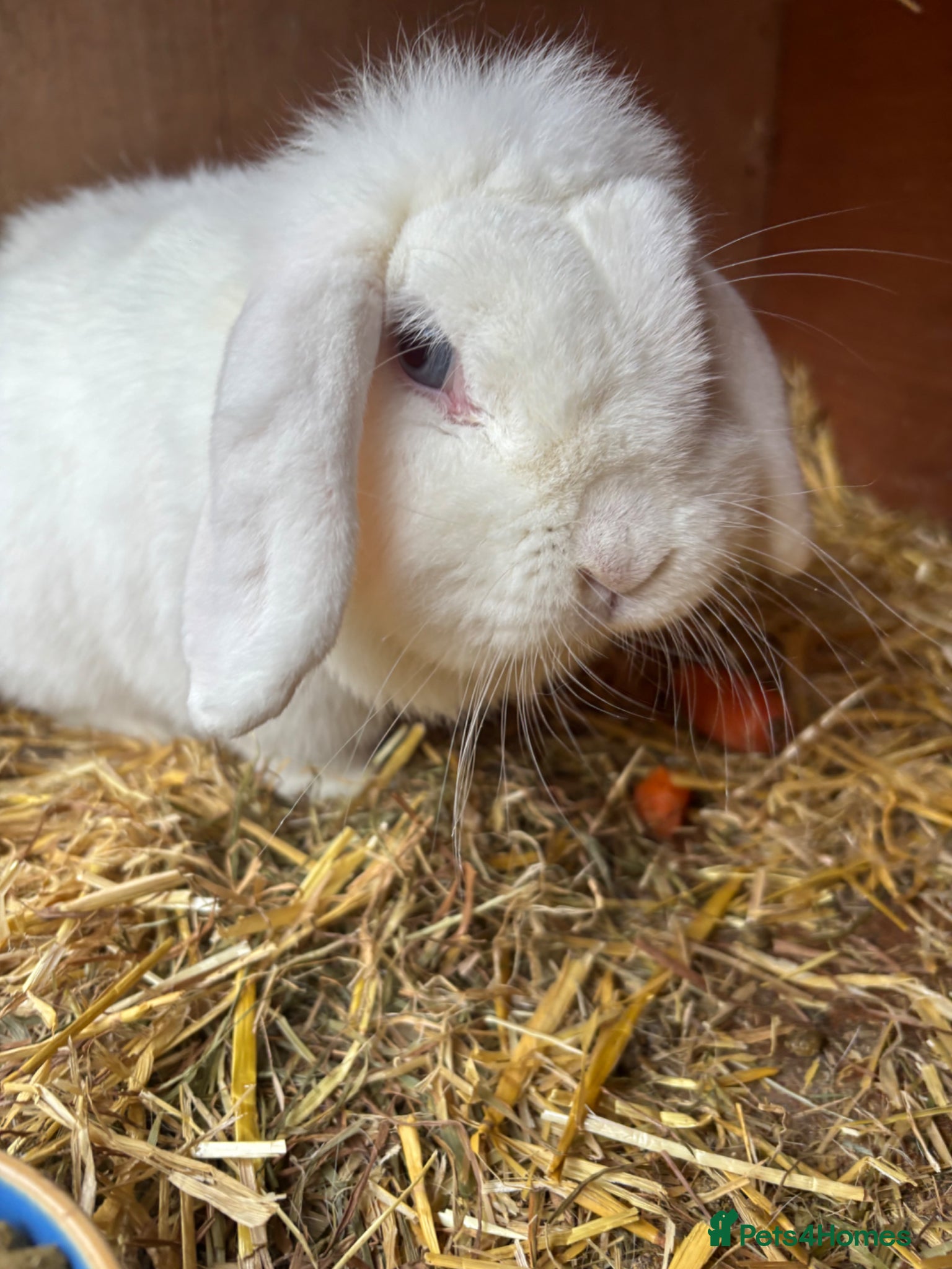 Mini Lop rabbits Female Mini lop looking for her forever home  - Advert 3