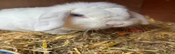 Mini Lop rabbits for sale: Female Mini lop looking for her forever home  - Advert 1