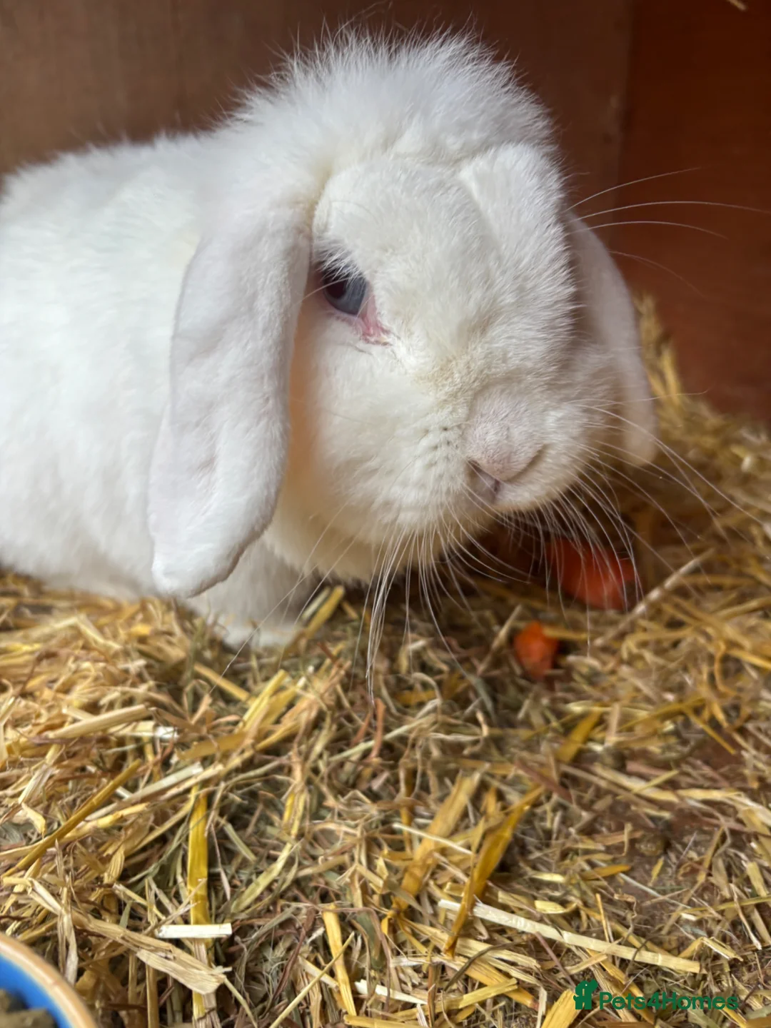 Mini Lop rabbits for sale: Female Mini lop looking for her forever home  - Advert 1