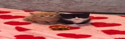 Mixed Breed cats for sale: Norwegian X kittens 4 males 1 ginger reserved  - Advert 4
