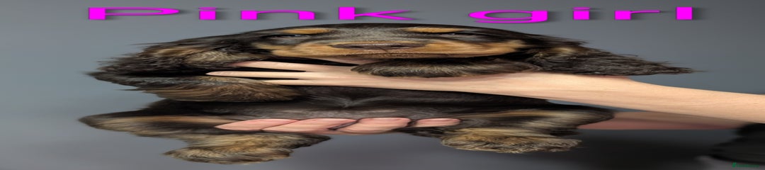 Cocker Spaniel Puppy 6