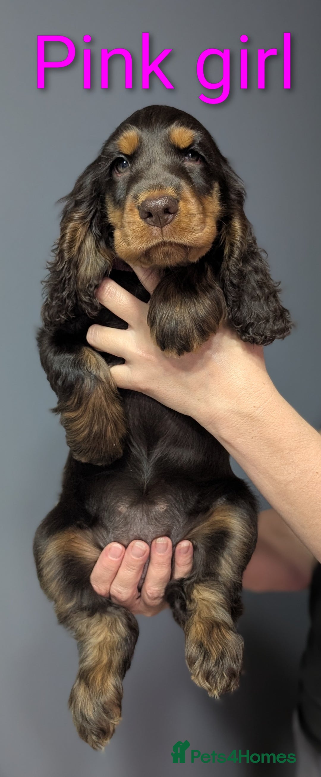 Cocker Spaniel dogs for sale:  Show type cocker spaniel puppies (SOLD) - Image 9