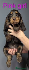 Cocker Spaniel Puppy 6