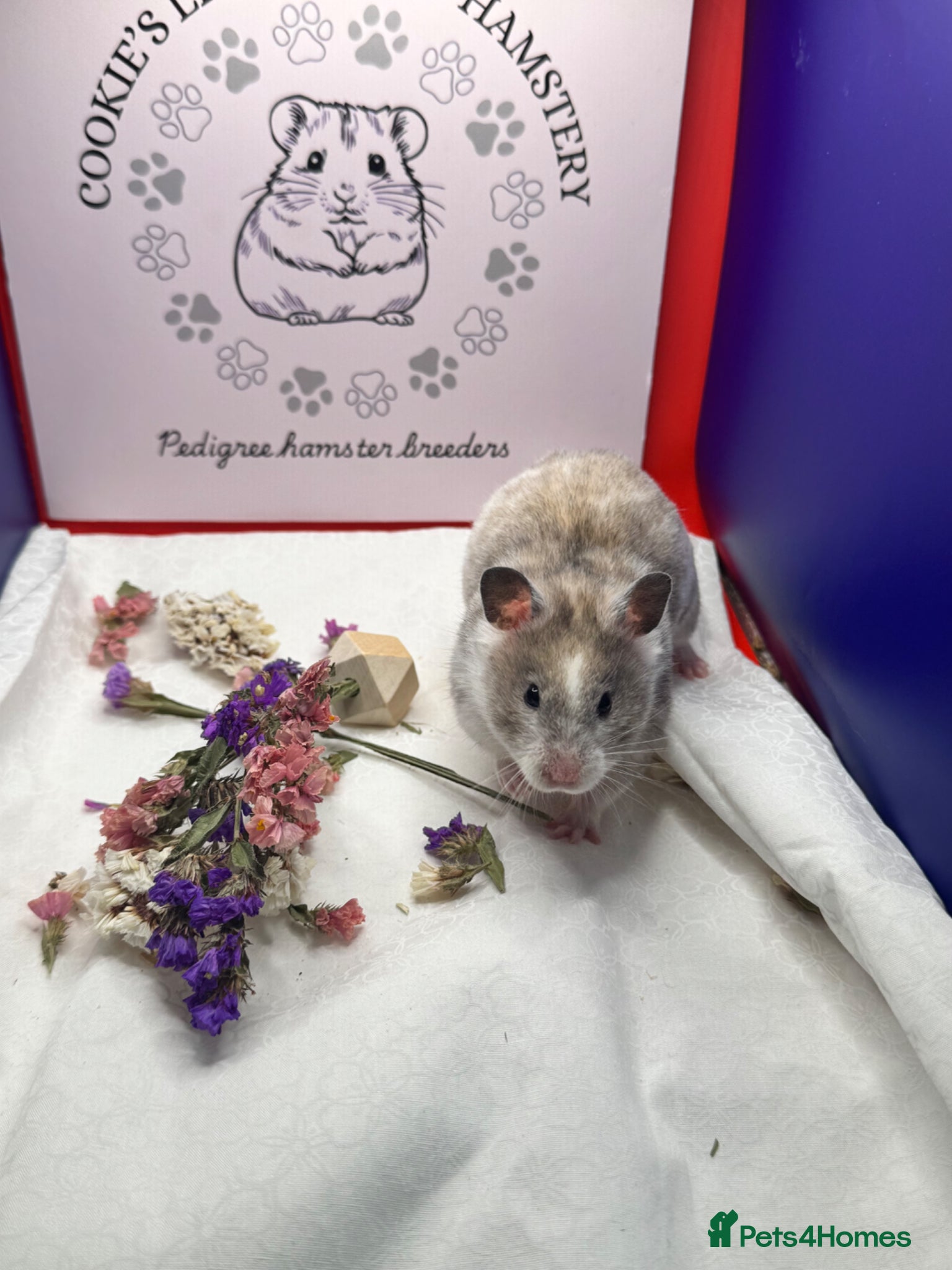 Hamster rodents TAME older hamsters  - Advert 1