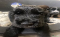 Cocker Spaniel dogs for sale: Stunning KC Reg Cocker Spaniel Pups Choco/Black - Image 14
