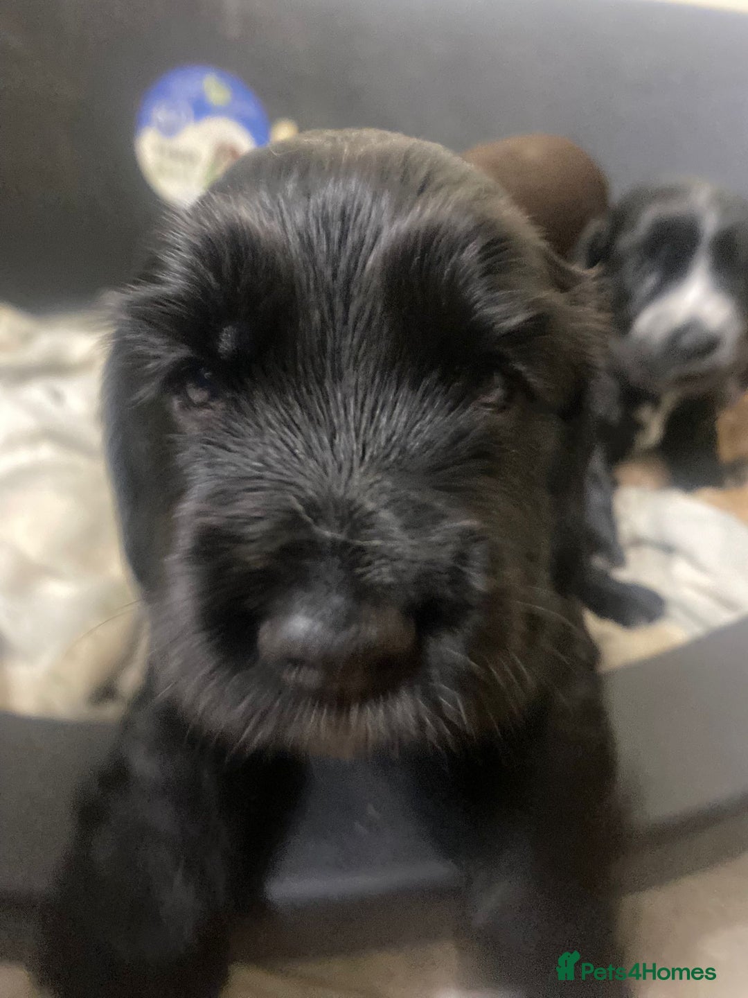 Cocker Spaniel dogs for sale: Stunning KC Reg Cocker Spaniel Pups Choco/Black - Image 14