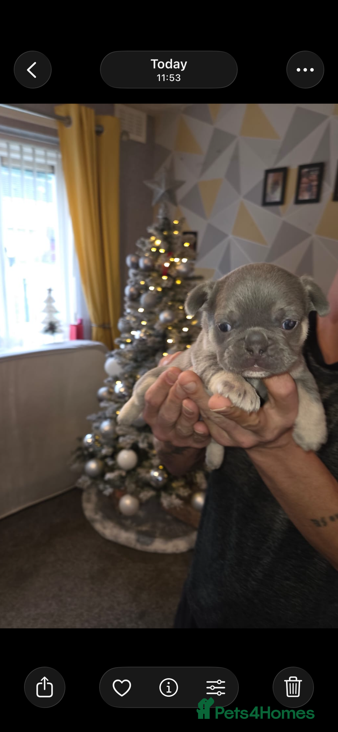 French Bulldog dogs for sale: French bulldog puppies - Advert 6