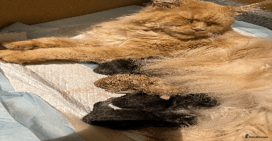 Maine Coon cats - Advert 6