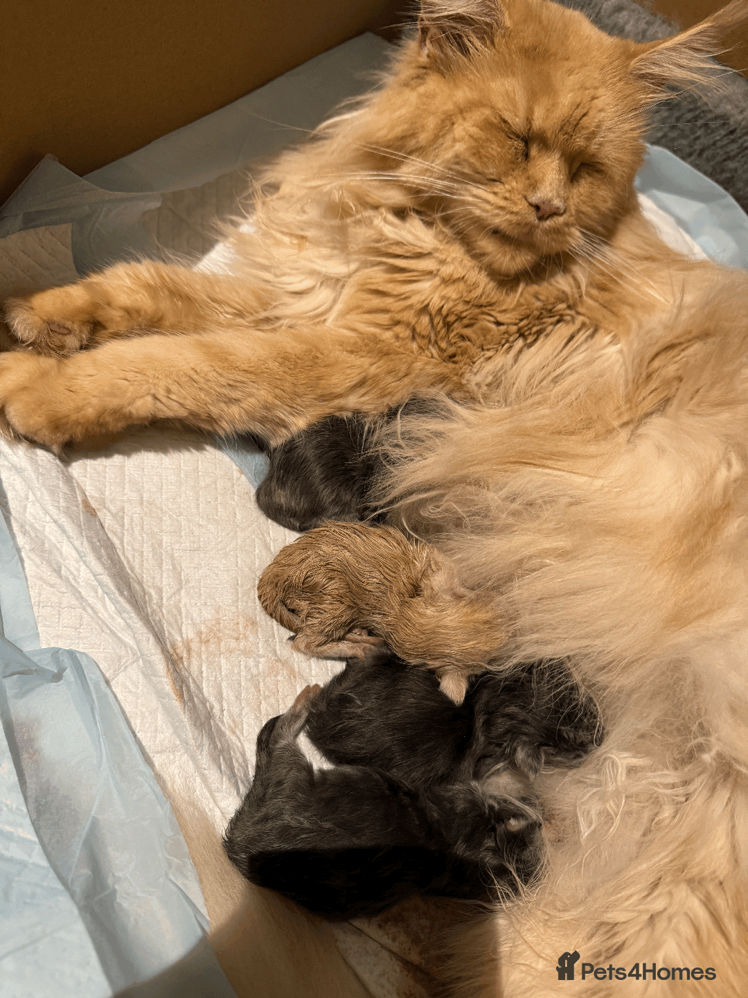 Maine Coon cats for sale: Maine coon kittens -boys and girls available - Image 2