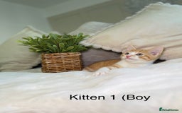Mixed Breed cats for sale: 5 beautiful kittens 8 weeks old ready now  - Image 20