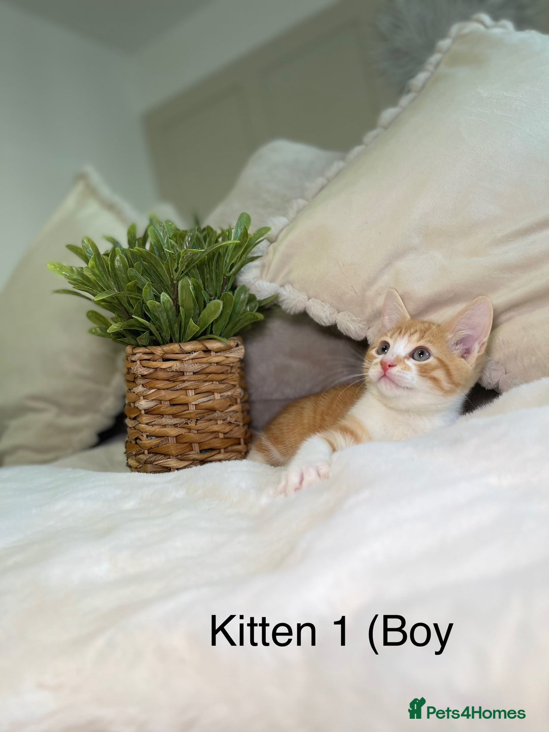 Mixed Breed cats for sale: 5 beautiful kittens 8 weeks old ready now  - Image 20