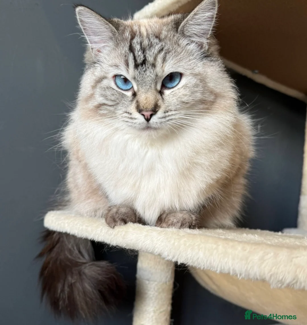 Ragdoll cats for sale: 🌟 Beautiful Pedigree Cats Looking for Loving Home - Advert 19