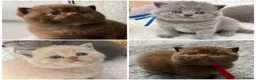 British Shorthair cats for sale: 🔥 GCCF KITTENS CHOCOLATE BLUE LILAC CHAMPION  - Advert 1