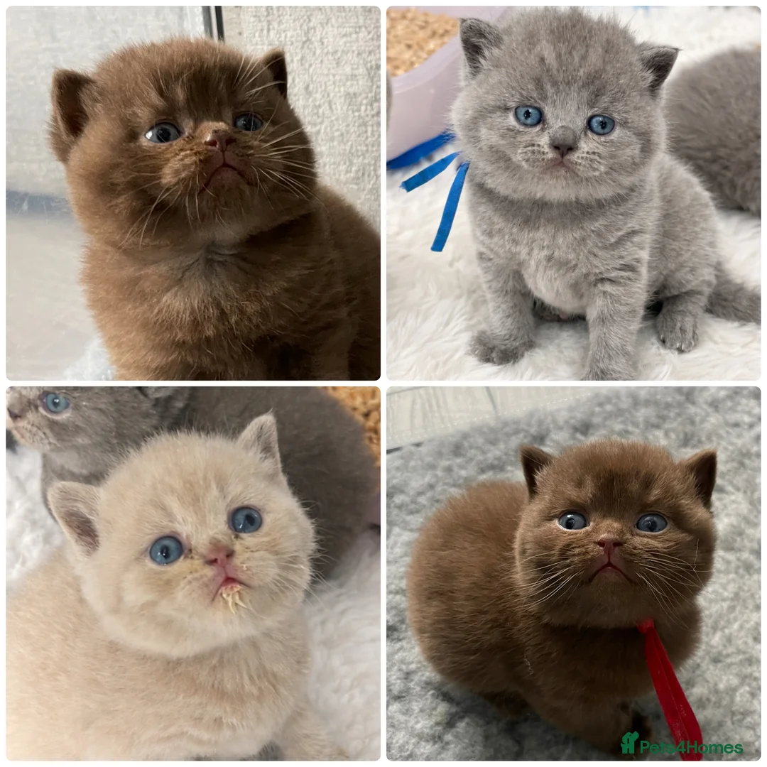 British Shorthair cats for sale: 🔥 GCCF KITTENS CHOCOLATE BLUE LILAC CHAMPION  - Advert 1