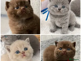 British Shorthair cats 🔥 GCCF KITTENS CHOCOLATE BLUE LILAC CHAMPION - Advert 18