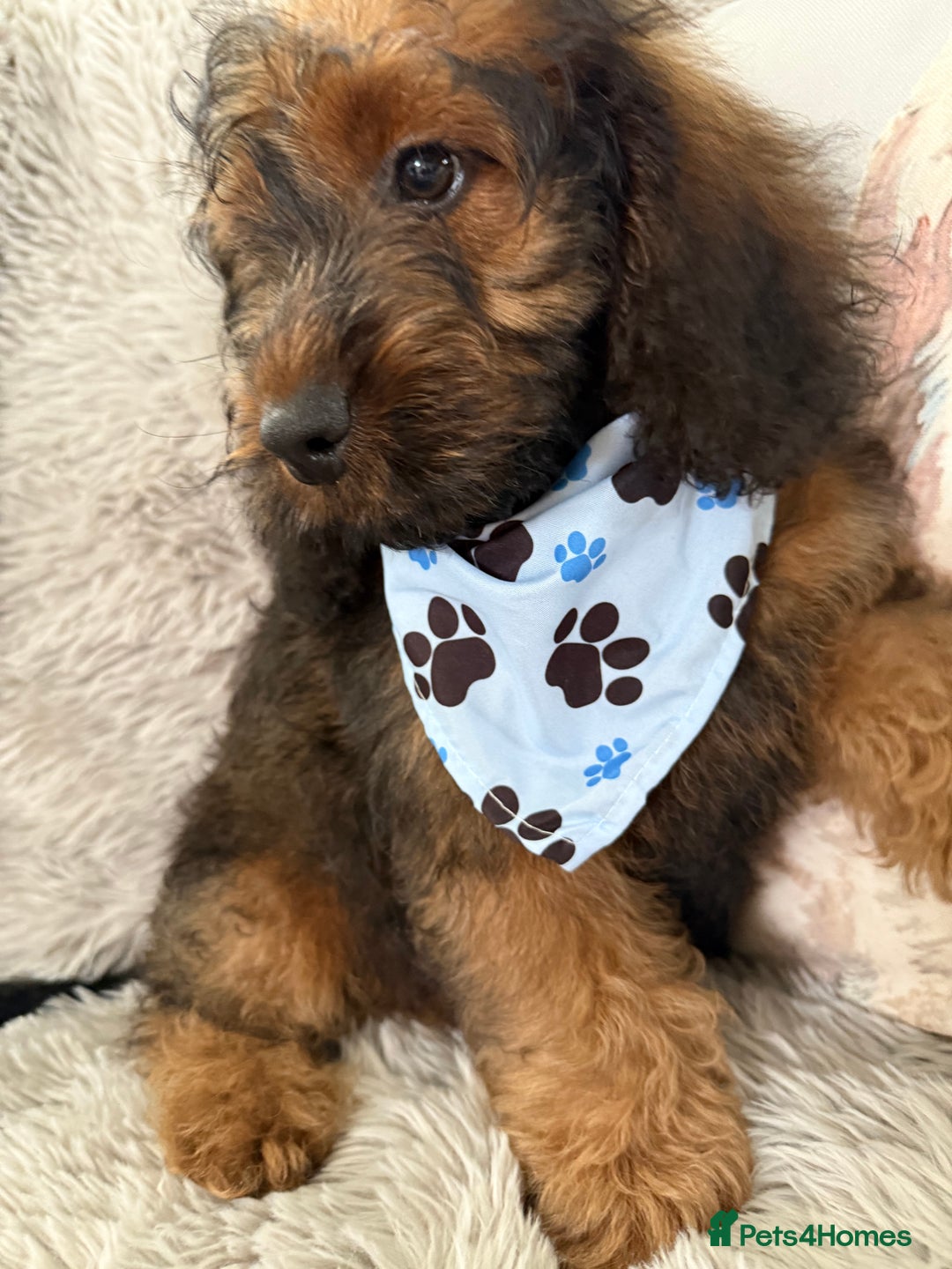 Cockapoo dogs for sale: 6 Beautiful, f1b fully DNA &HEATH CLEAR PARENTS.  - Image 8