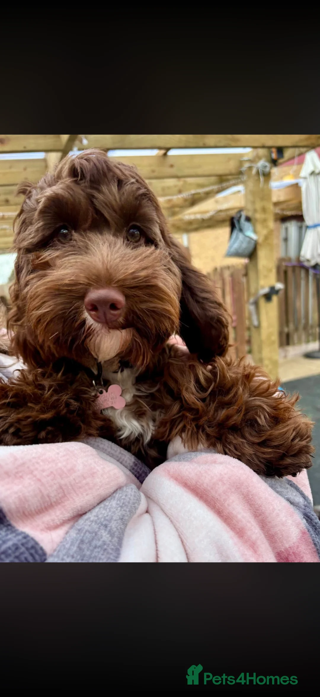 Cockapoo dogs for sale: 7 month old chocolate cockapoo  in Bury Saint Edmunds - Advert 2
