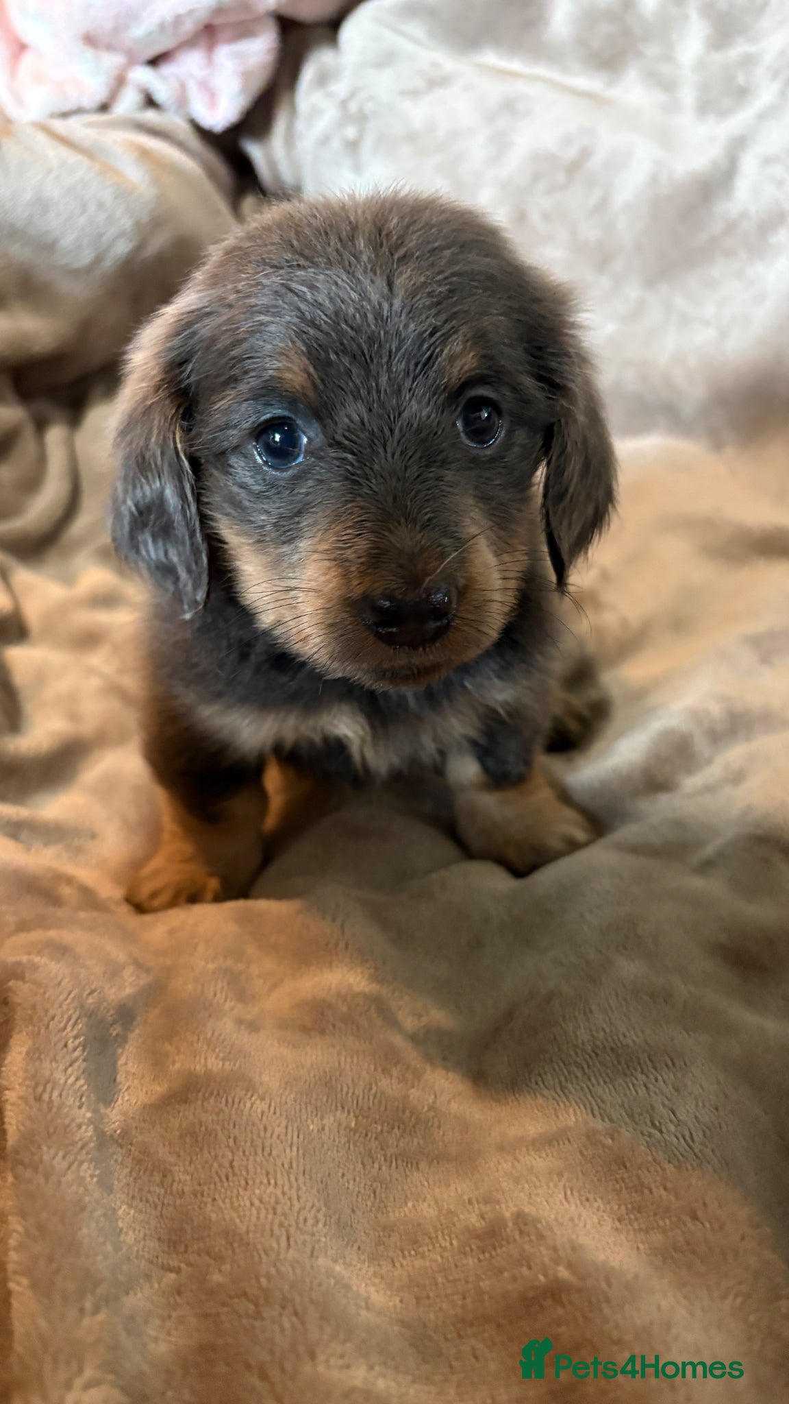 Miniature Dachshund dogs ♥️💙 LONG COAT DAXIS 💙♥️ - Advert 18