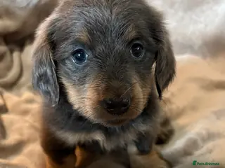 Miniature Dachshund dogs ♥️💙 LONG COAT DAXIS 💙♥️ - Advert 18