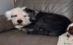 Mixed Breed dogs for sale: Joyful Jasper - Image 2