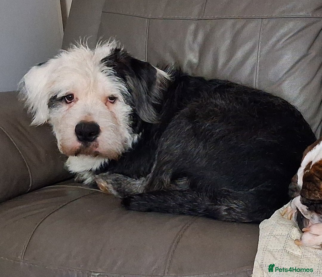 Mixed Breed dogs for sale: Joyful Jasper - Image 2