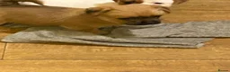 Mixed Breed dogs for sale: READY NOW….. Jack Russell beautiful litter of boys - Advert 15