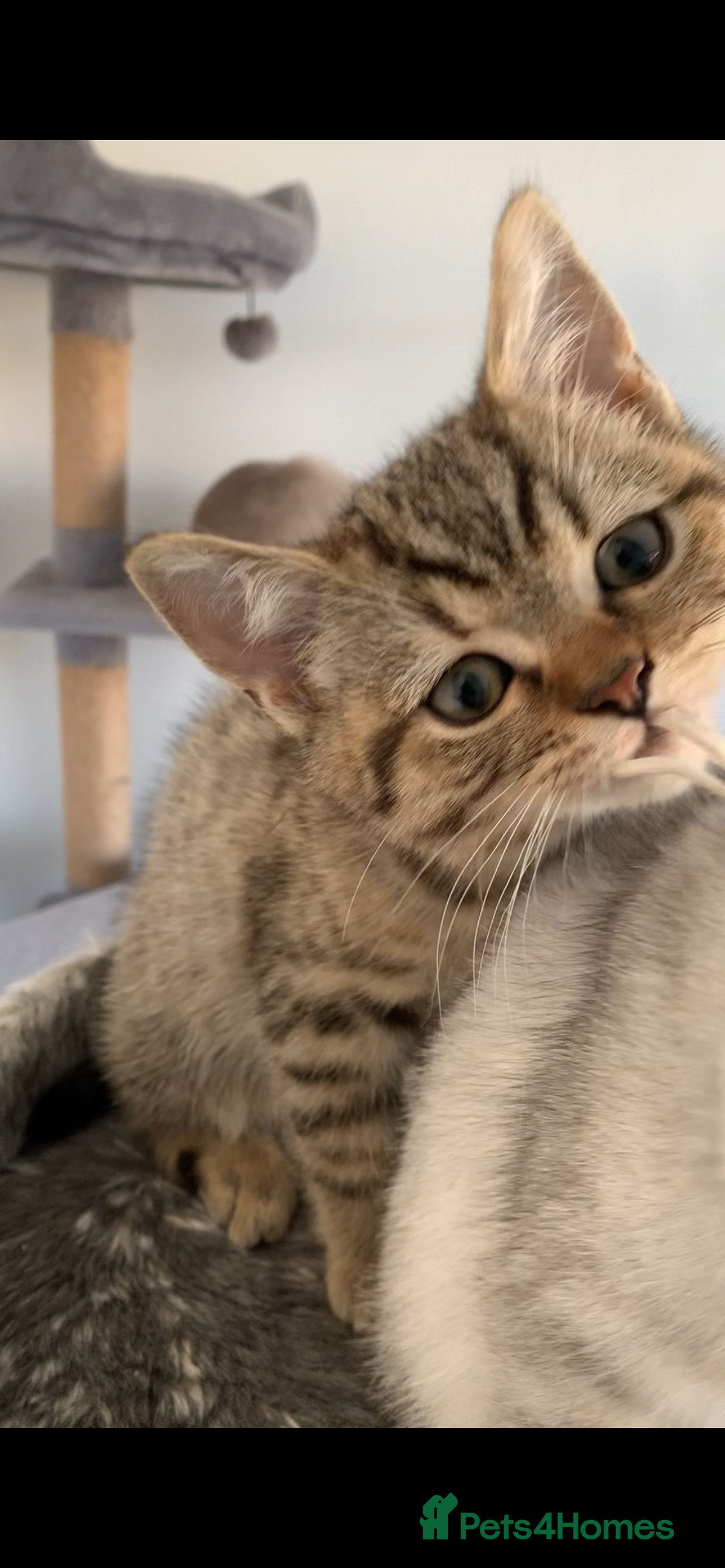 British Shorthair cats Beautiful British Shorthair Babies 🤍 - Advert 2