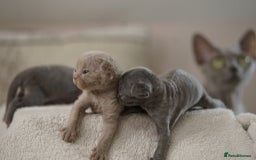 Devon Rex cats for sale: Ravel 💜male Devon Rex available  - Image 19