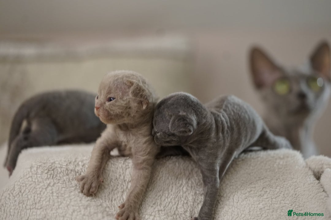 Devon Rex cats for sale: Ravel 💜male Devon Rex available  - Image 19