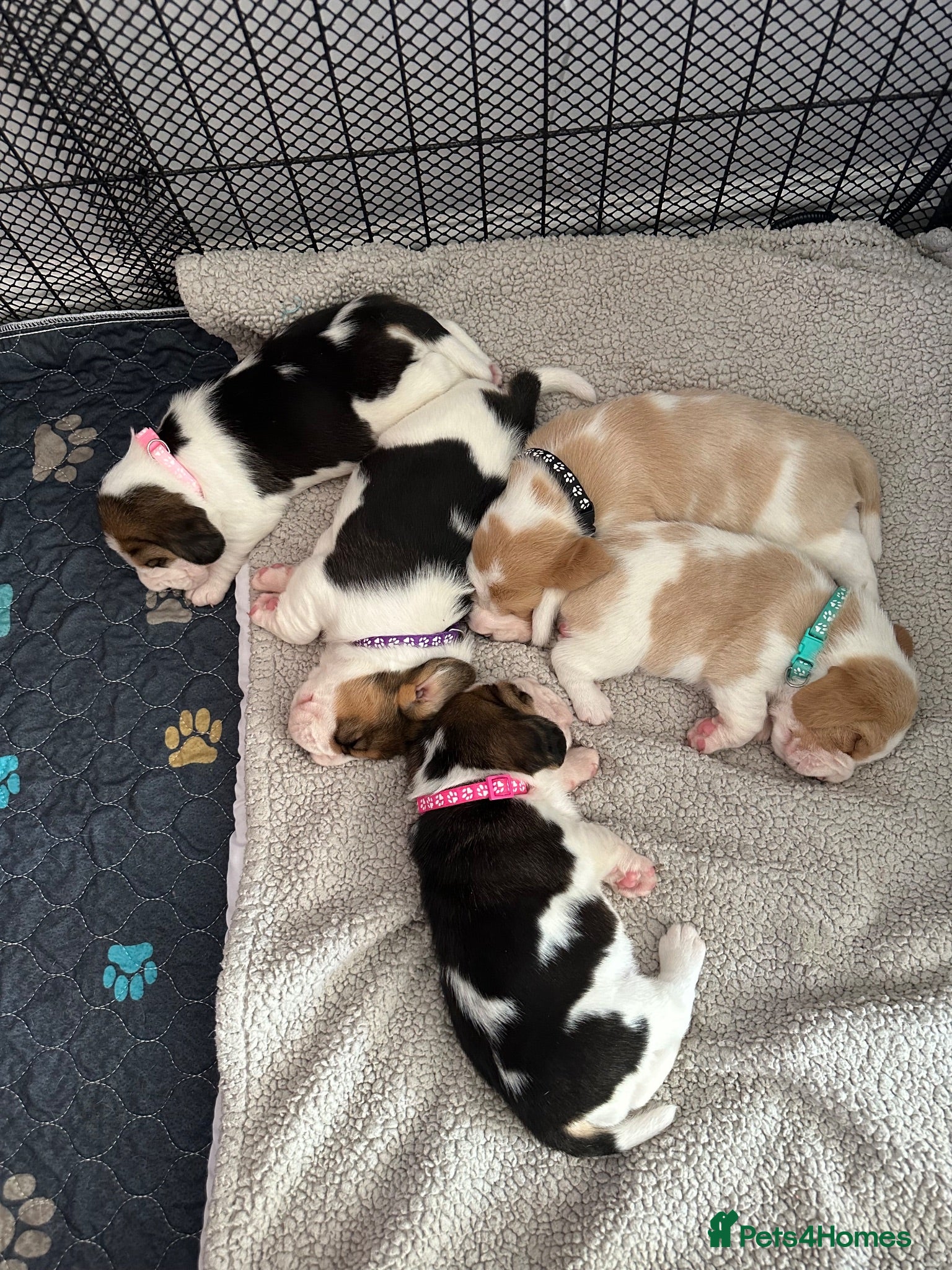 Beagle dogs Beautiful KC registered 5th gen pedigree puppies - Advert 2