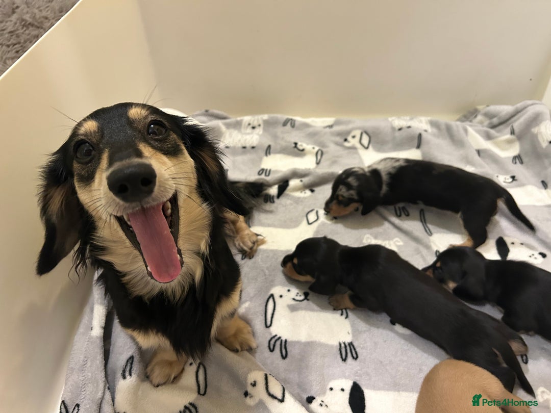 Miniature Dachshund dogs for sale: Mini dachshund puppies - Image 1