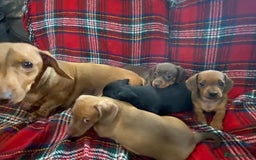 Miniature Dachshund dogs for sale: Miniature dachshund puppies (Smooth haired) - Image 6