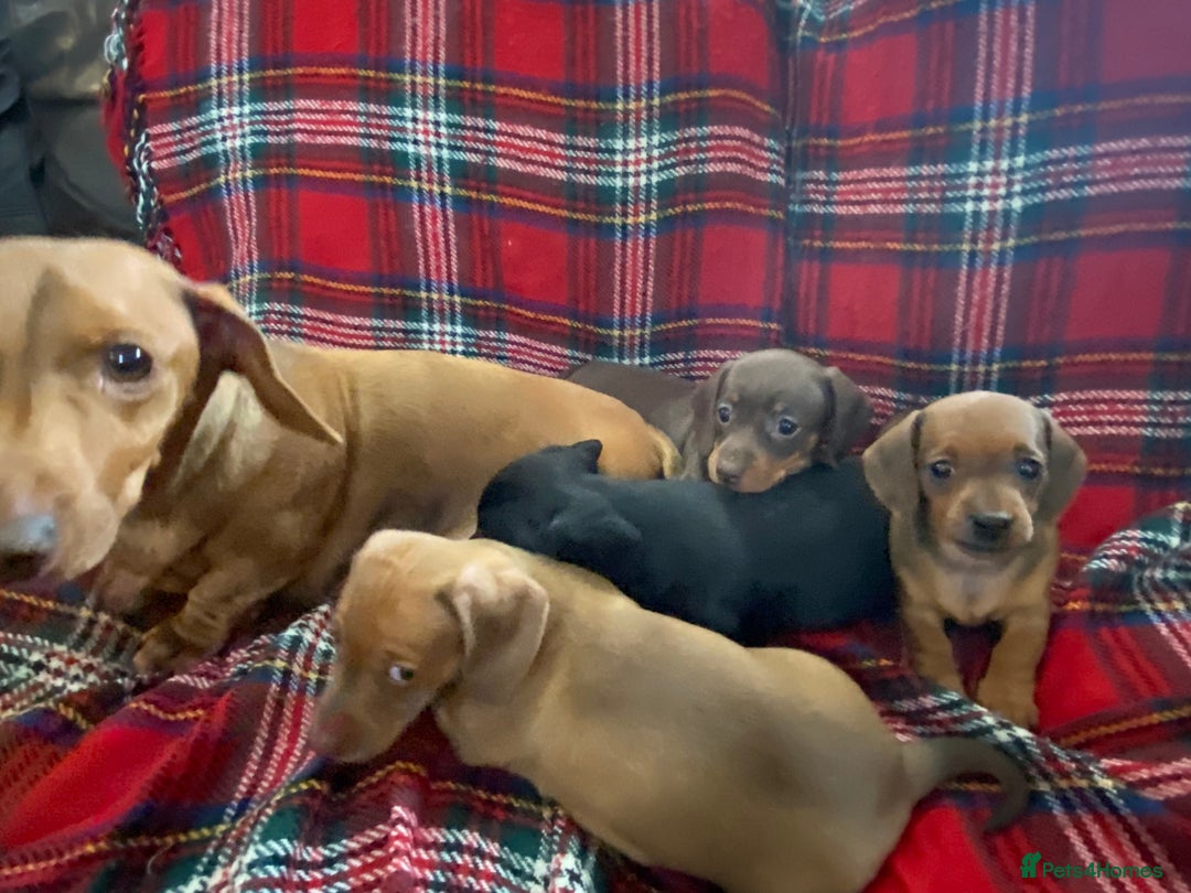 Miniature Dachshund dogs for sale: Miniature dachshund puppies (Smooth haired) - Image 6