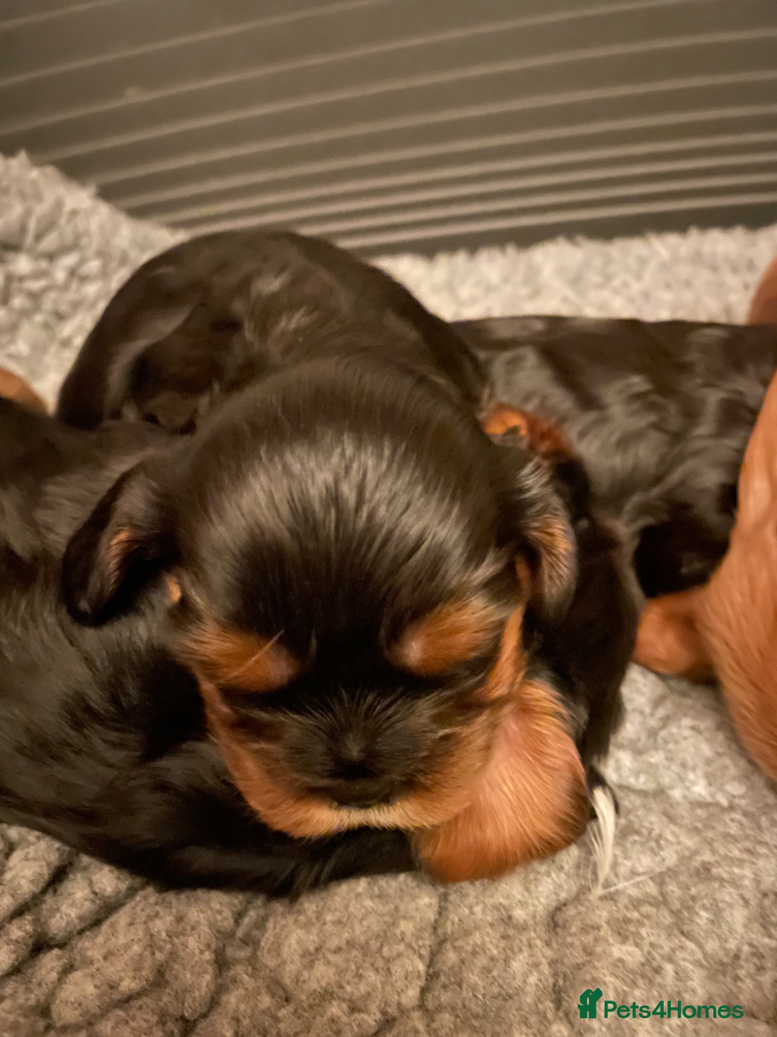 Cavalier King Charles Spaniel dogs for sale: King Charles cavalier babies  - Advert 14