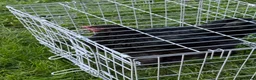 Chickens poultry for sale: Pair of brahmas - Advert 21