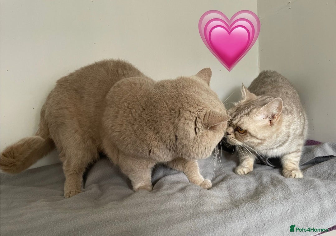 British Shorthair cats for sale: Purebred amazing BSH kittens - Advert 21