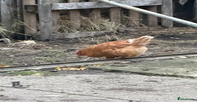 Chickens poultry - Advert 8