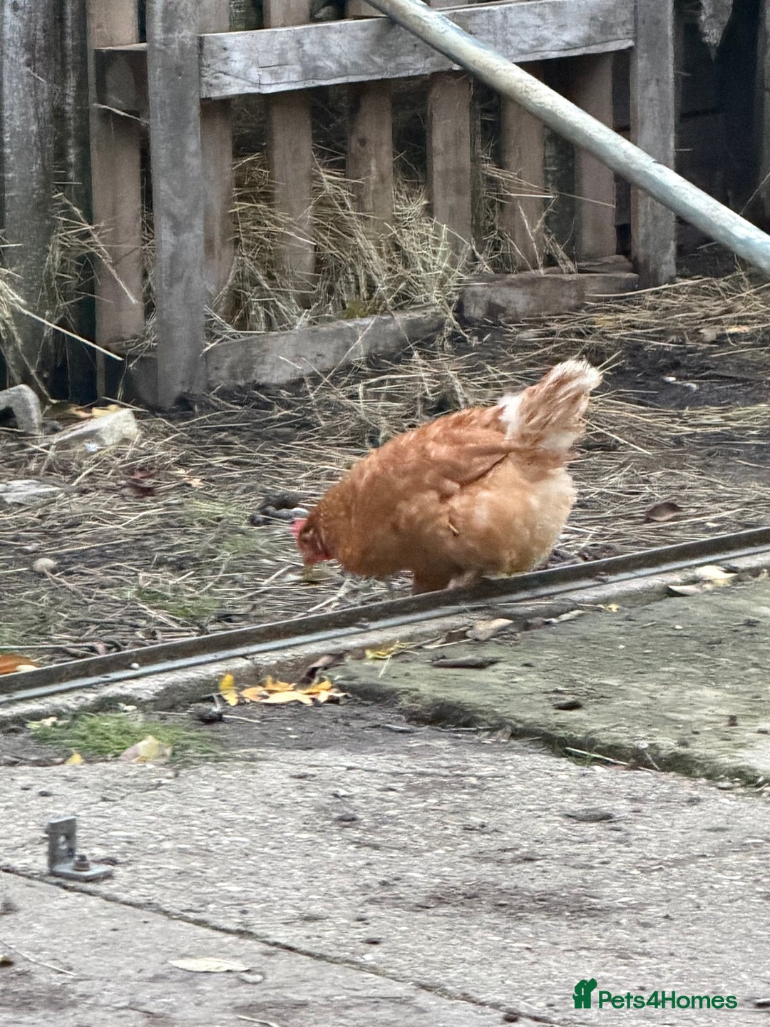 Chickens poultry for sale: 4 brown hens for sale - Image 2