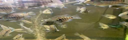 Cichlids fish for sale: Texas cichlids  in Pevensey - Advert 5