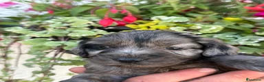 Cockapoo 8