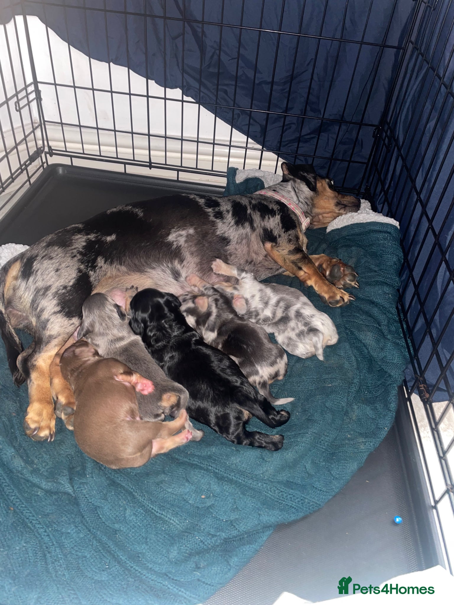 Mixed Breed dogs Beautiful Dachshund, French bulldog hybrid puppy - Advert 1