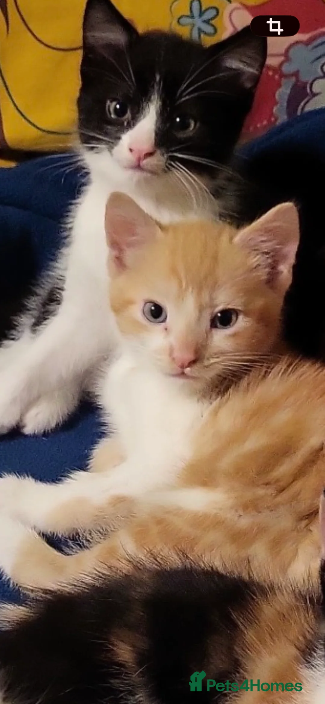 Mixed Breed cats for sale: 3 beautiful Kittens looking for there forever home - Advert 4