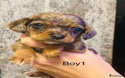 Mixed Breed dogs for sale: Adorable doxiepoo puppies  - Image 3