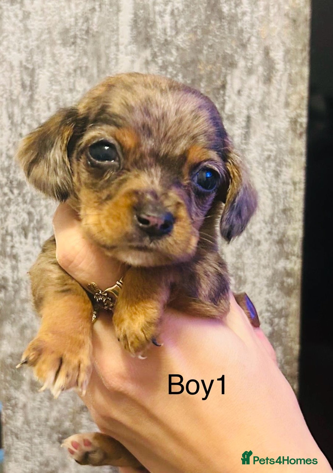 Mixed Breed dogs for sale: Adorable doxiepoo puppies  - Image 3