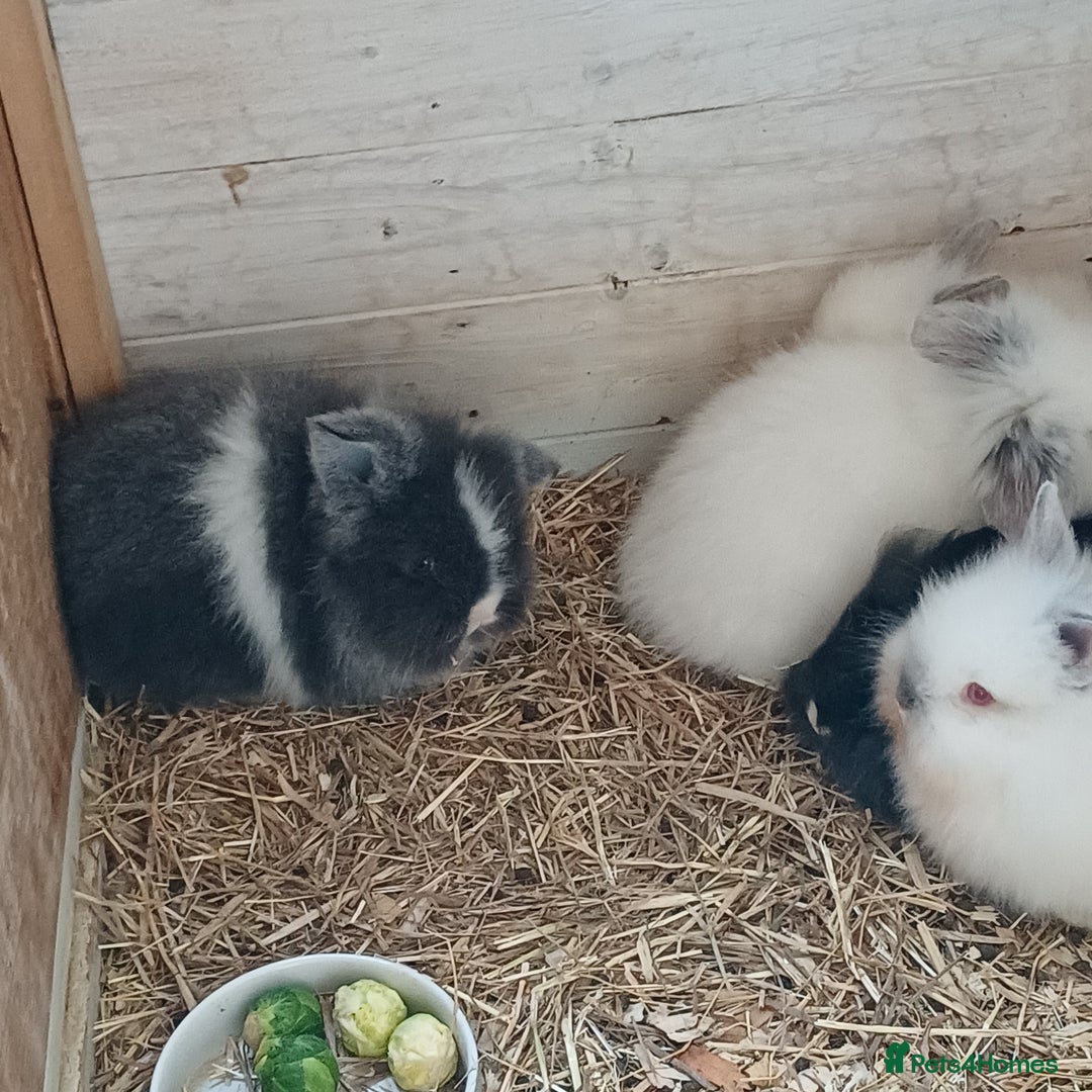 Lionhead rabbits for sale: Baby lion lop bunnies for sale  - Advert 4