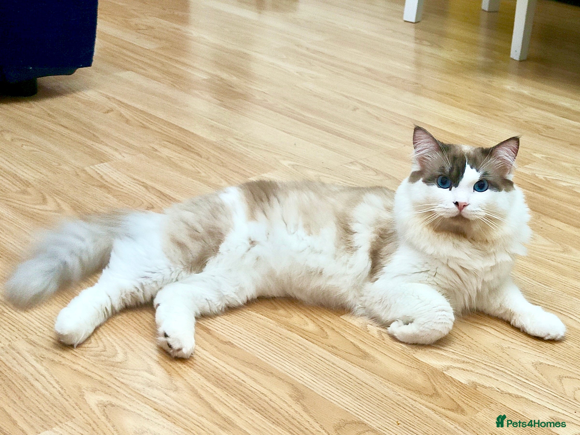 Ragdoll cats Ragdoll for Stud - Advert 11