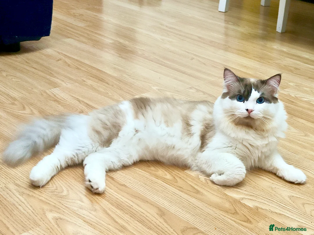 Ragdoll cats for stud: Ragdoll for Stud - Advert 2